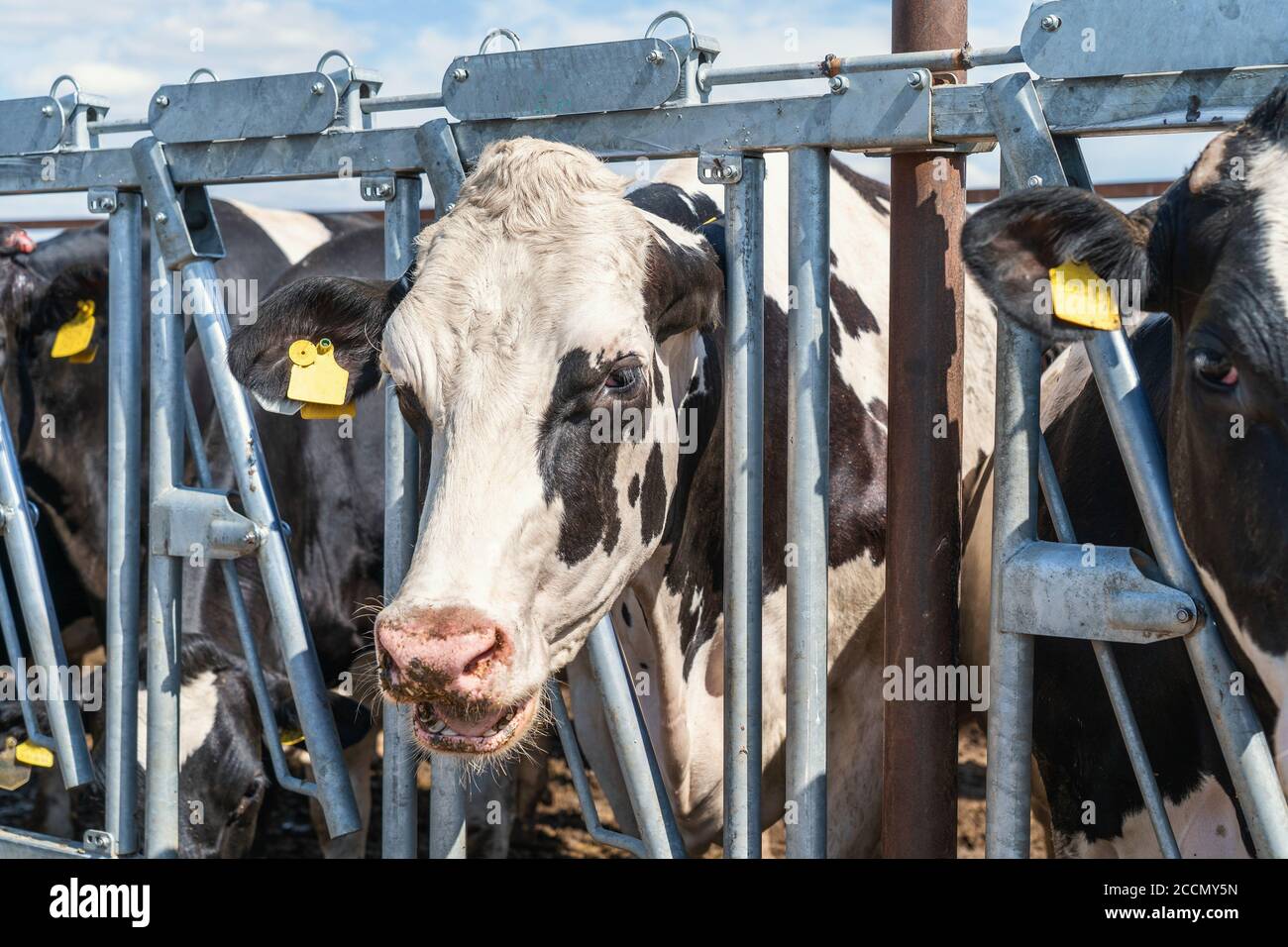 Vaches dans une ferme laitière dans une grange extérieure. Élevage de bovins de traite. Banque D'Images