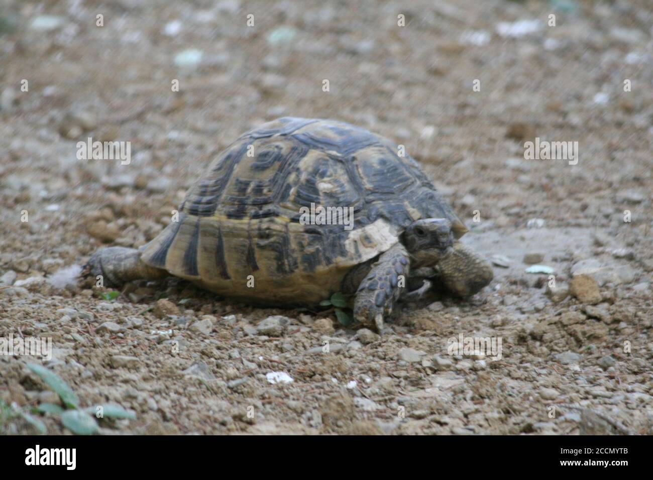 Grande tortue dans la ville. Ankara, Turquie. Tortue dans le jardin. Tortue dans le jardin. Banque D'Images