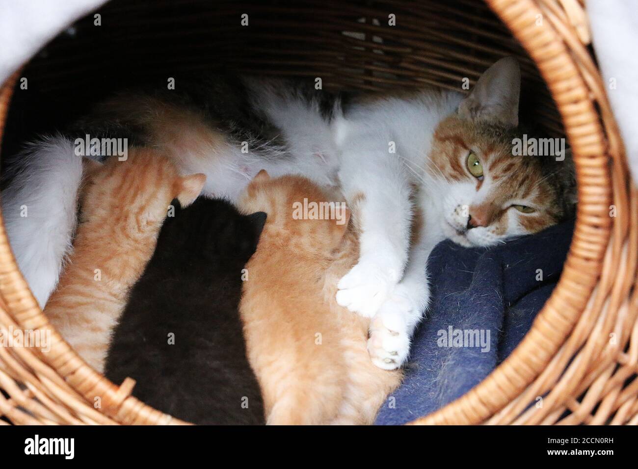 Gros Plan De Bebe Chaton Qui Boit Du Lait De Leur Mere Photo Stock Alamy