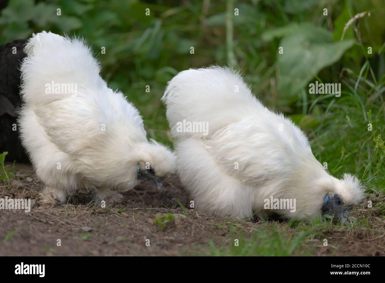 3 - dans un jardin, deux poulets bantam d'animal de compagnie de silkie se nourrissent pour la nourriture et les grubes parmi l'herbe et la boue. Banque D'Images