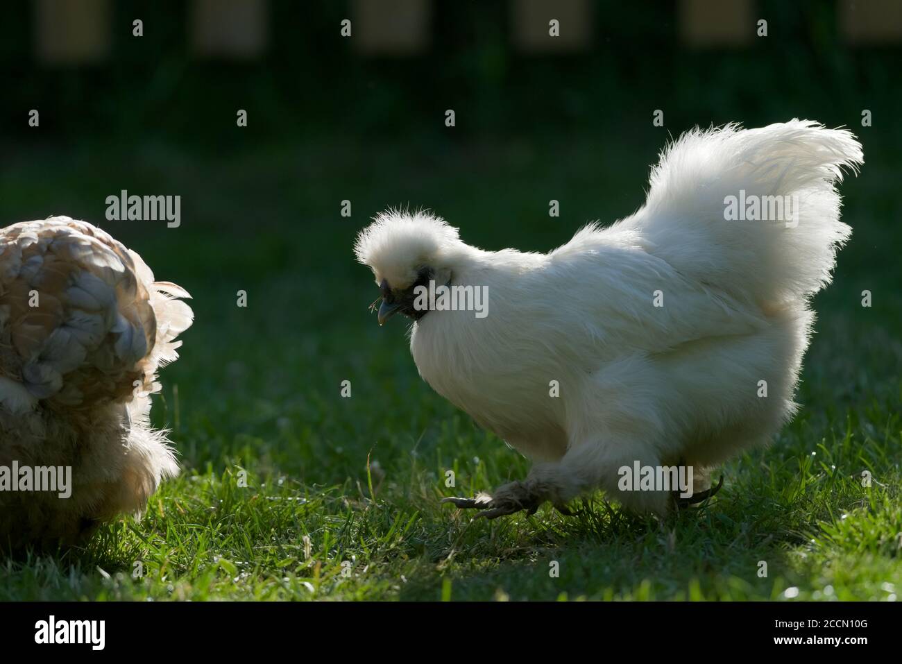 5 - le coucher de soleil fort de dos sur ce poulet sikie animal donne une forte lumière de rebord de halo, de sorte que ses plumes blanches molletonnées se démarquent pendant qu'il marche. Banque D'Images