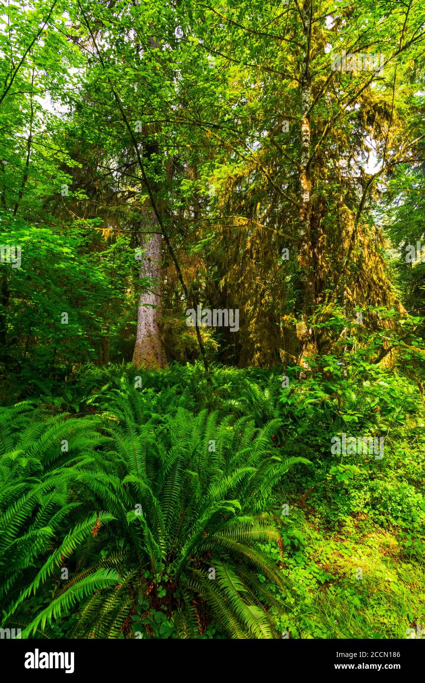 La mousse est suspendue à des arbres le matin ensoleillé dans le Forêt tropicale HOH dans le parc national olympique Banque D'Images