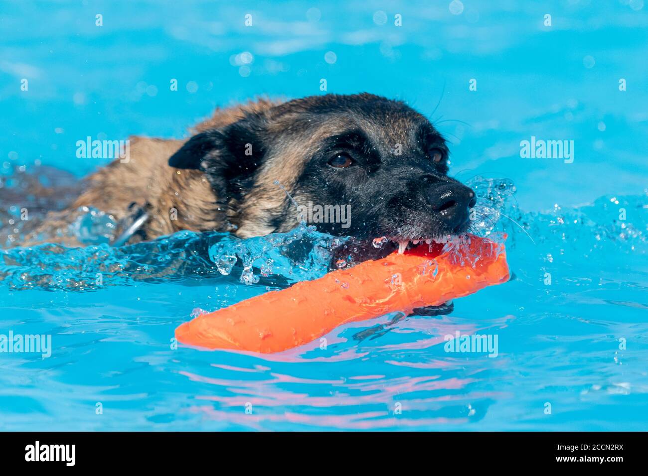 Malinois belge avec un jouet orange dans la piscine Banque D'Images