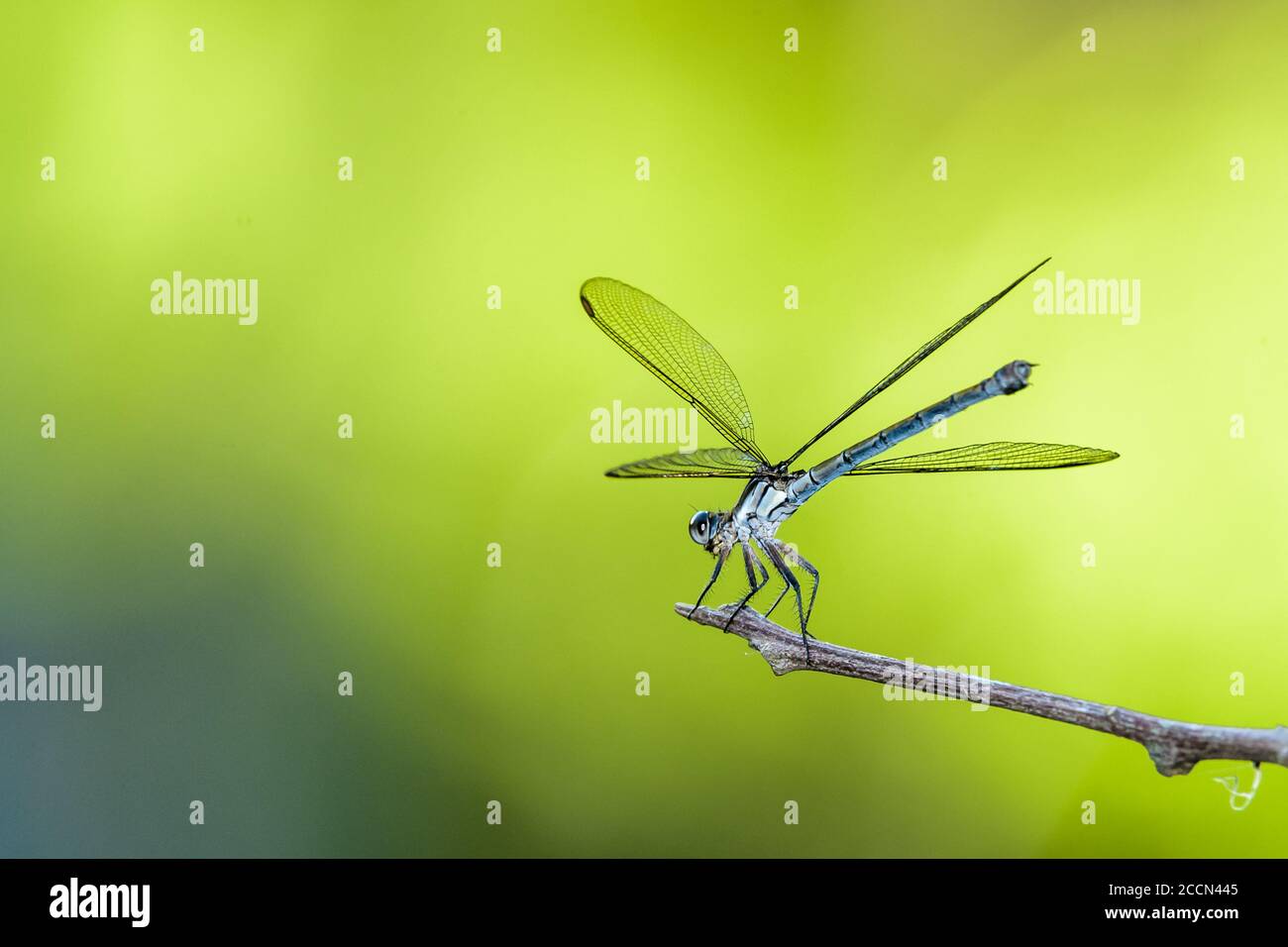 Un gros plan, à côté d'une libellule bleue, entre les forays de chasse, reposant sur une branche avec un fond vert hors foyer à Cairns, en Australie. Banque D'Images