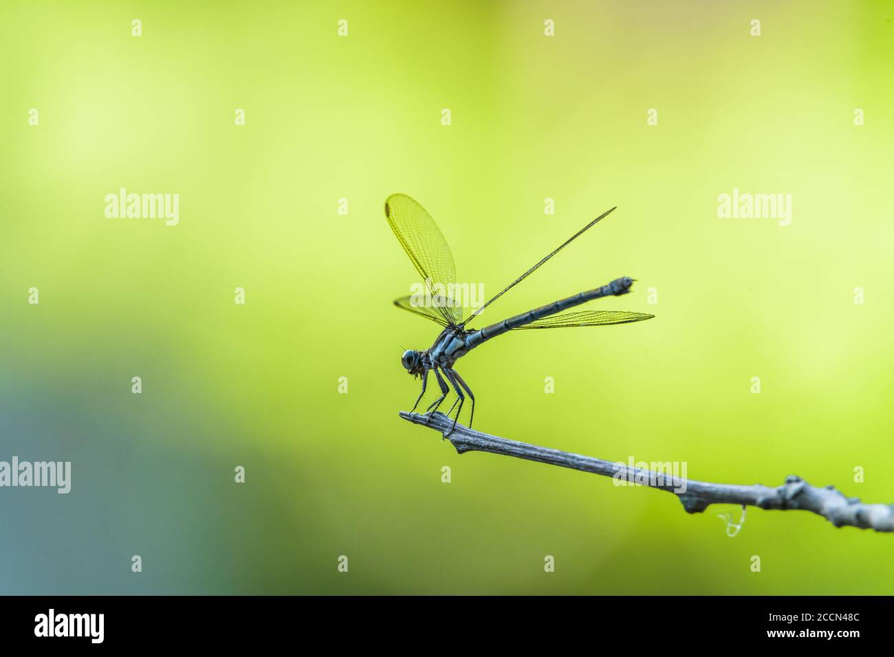 Un gros plan, à côté d'une libellule bleue, entre les forays de chasse, reposant sur une branche avec un fond vert hors foyer à Cairns, en Australie. Banque D'Images