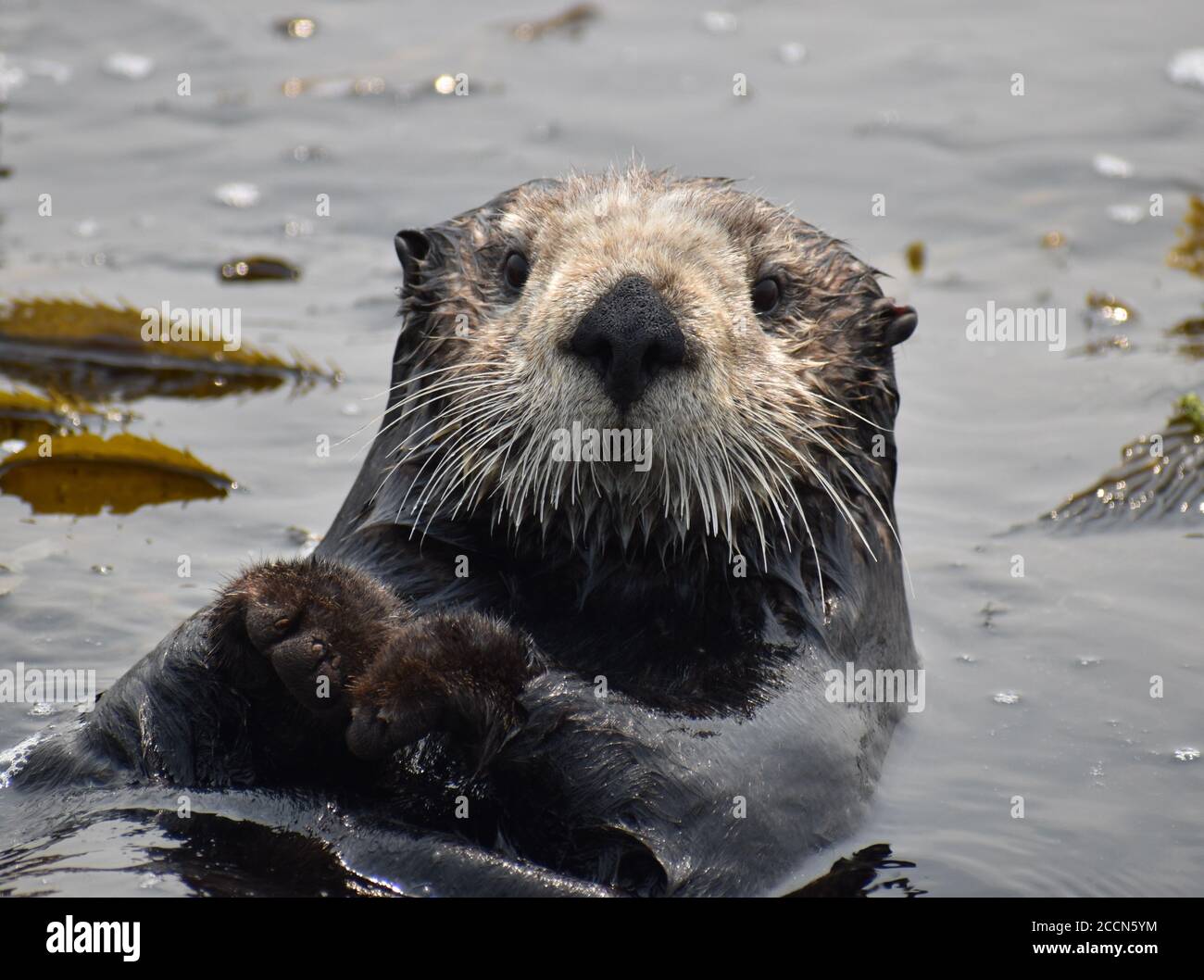 Une loutre de mer curieux (Enhydra lutris) Vue depuis les eaux d'Elkhorn Slough sur la Californie côte Banque D'Images