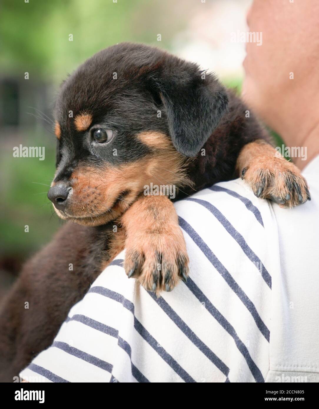 Le chien mignon repose sa tête sur l'épaule de l'homme adulte. Vue rapprochée. Banque D'Images