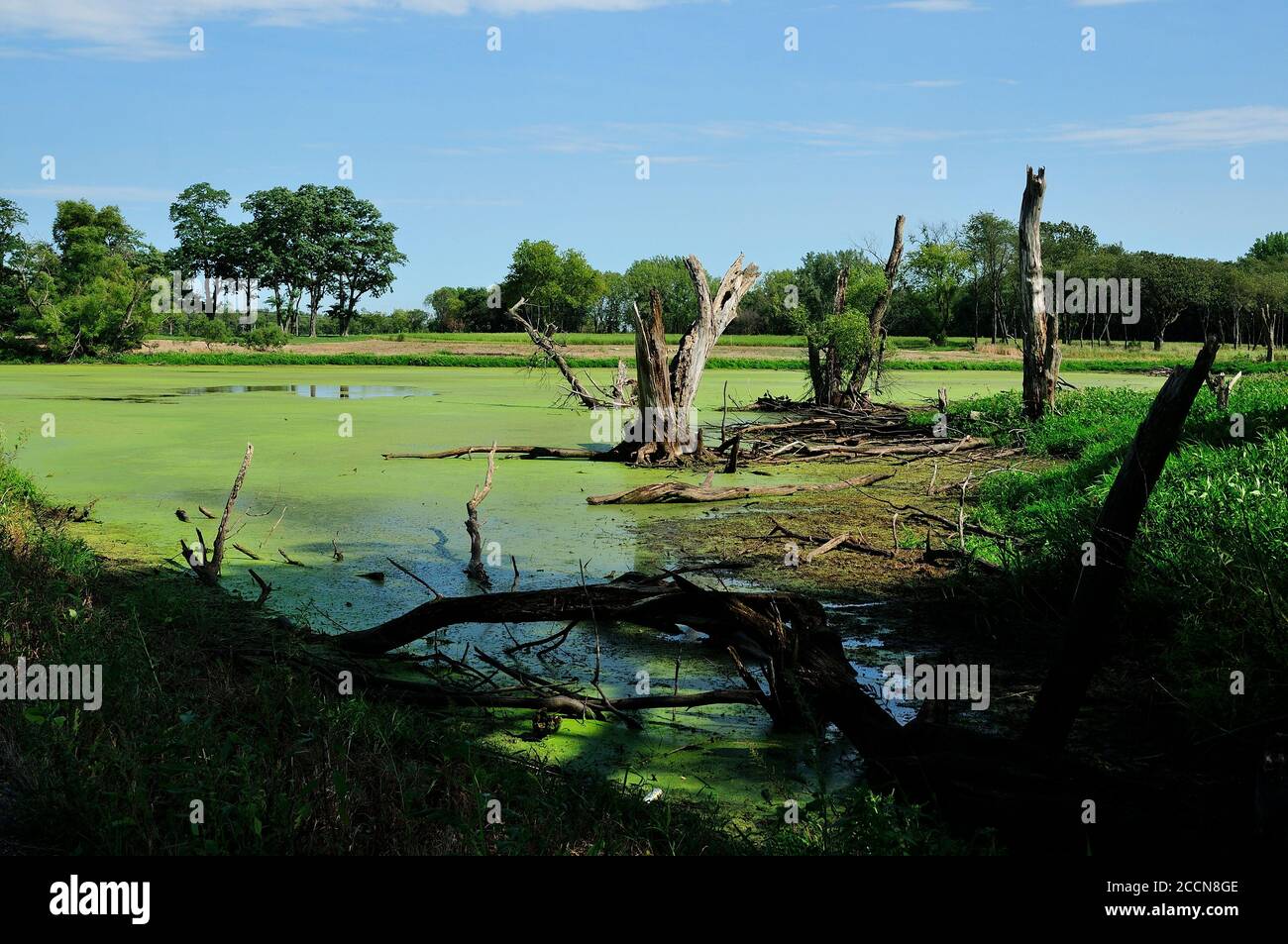 Un marais de plaine recouvert d'algues et d'arbres de bois mort. Banque D'Images