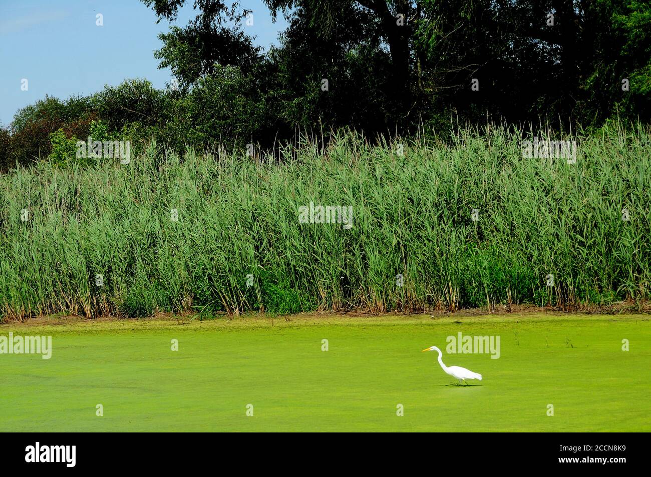Un Heron blanc traquant de la nourriture dans un étang couvert d'algues. Banque D'Images