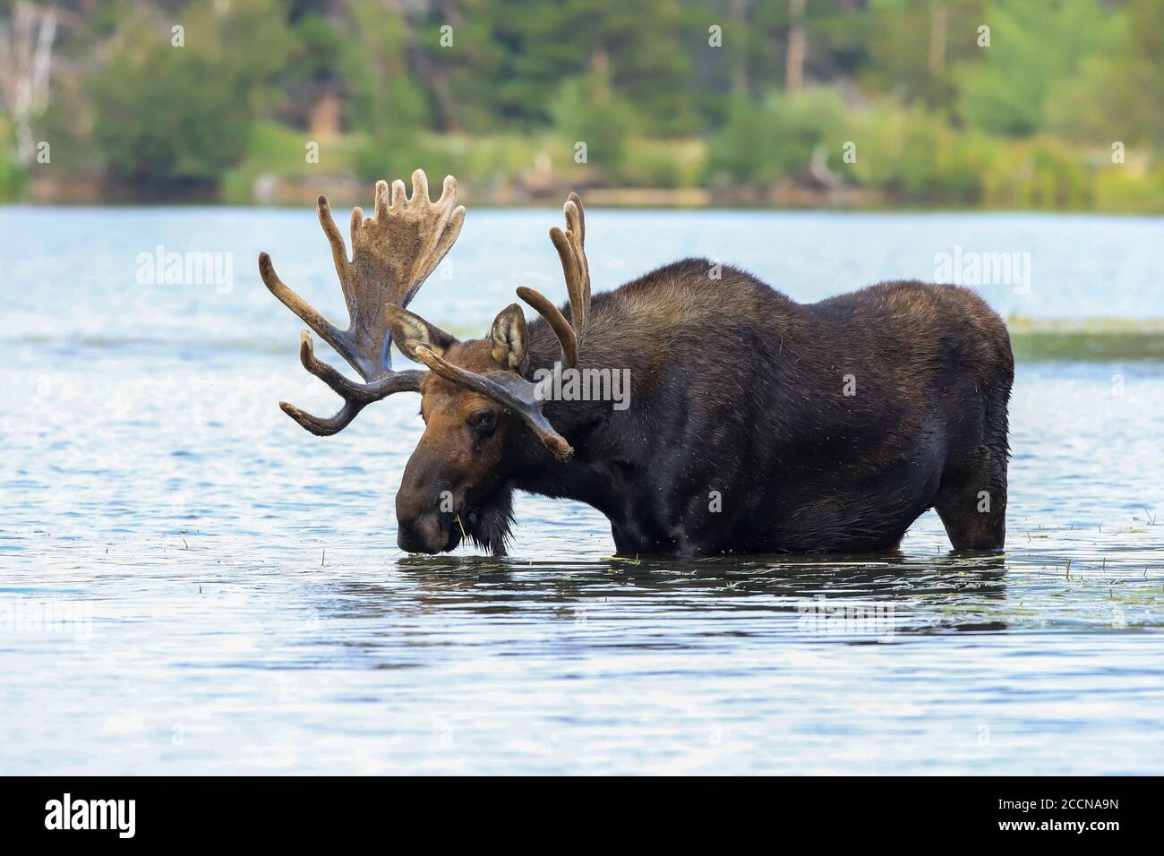 Les alces d'orignaux de taureau passent à travers un lac dans Rocky Parc national de Mountain Banque D'Images