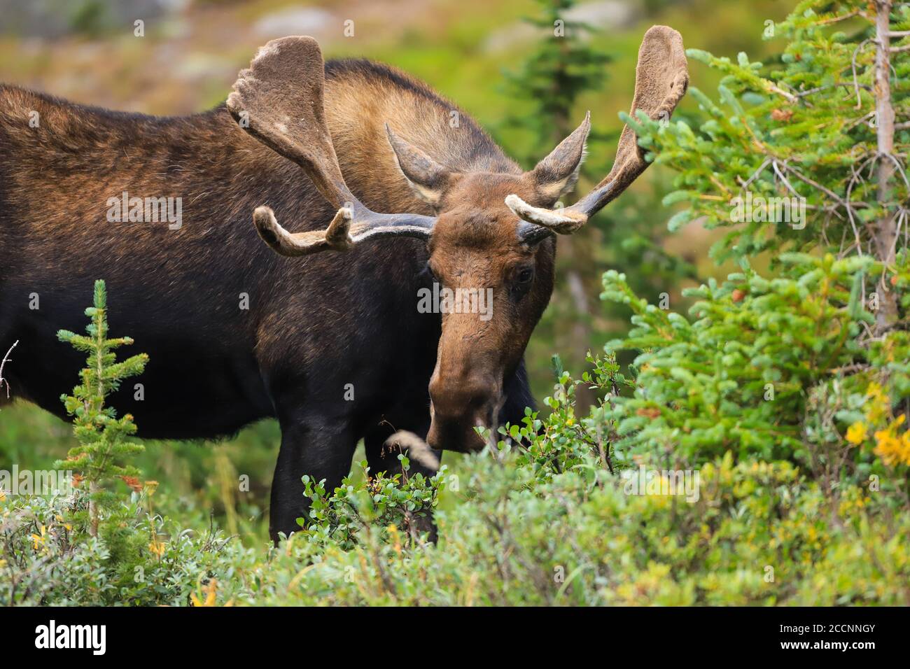L'orignal de taureau alces alces dans un environnement de forêt verte avec gros bois à la fin de l'été Banque D'Images L'orignal de taureau alces alces dans un environnement de forêt verte avec gros bois à la fin de l'été Banque D'Images