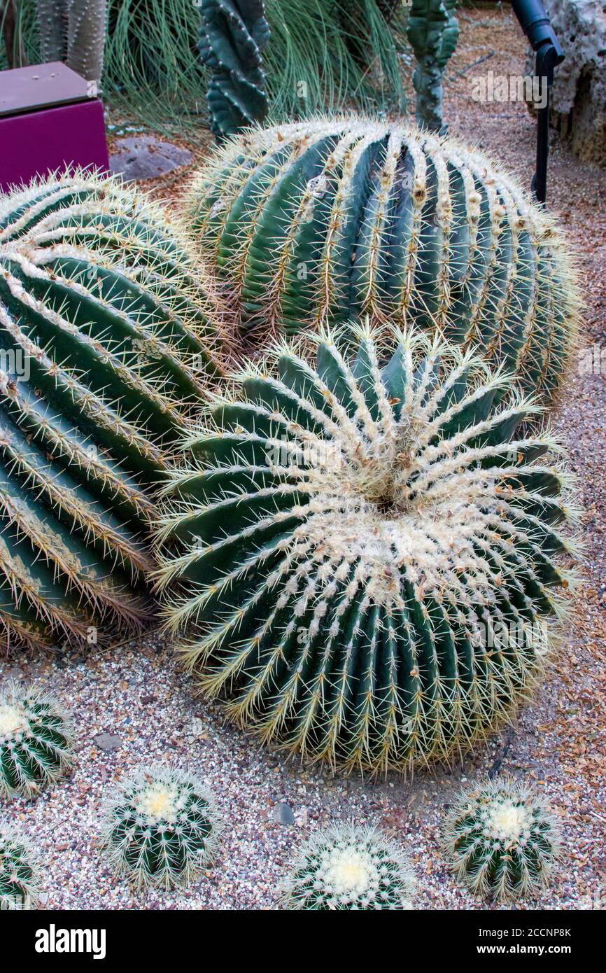 Le cactus à canon doré (Echinocactus grusonii) est une espèce bien connue de cactus et est endémique au centre-est du Mexique. Banque D'Images