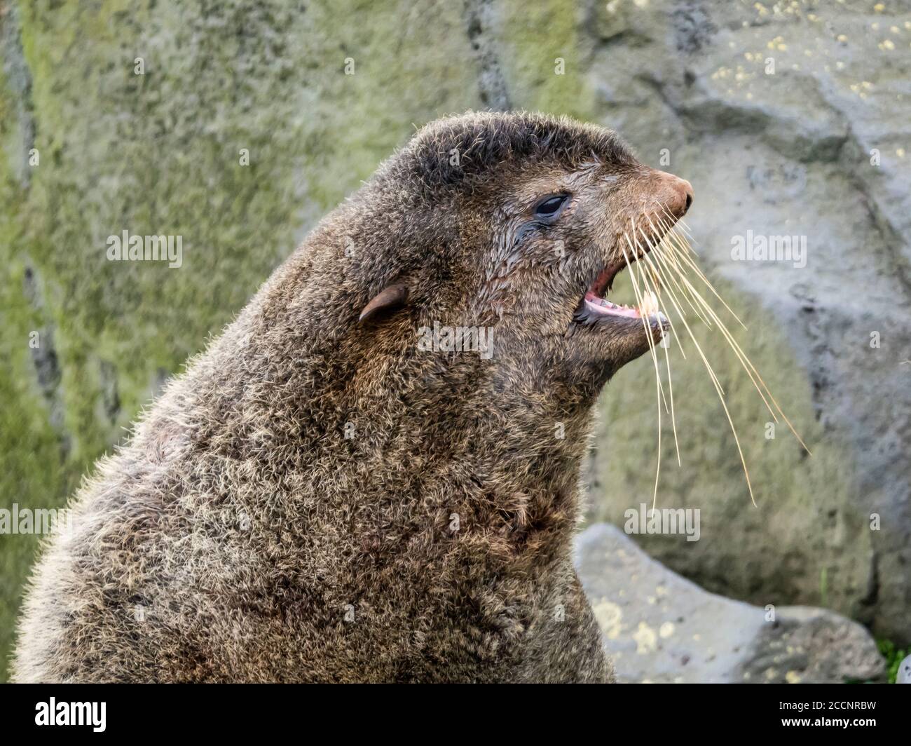 Phoque à fourrure du Nord à taureau adulte, Callorhinus ursinus, sur l'île Saint-Paul, îles Pribilof, Alaska. Banque D'Images