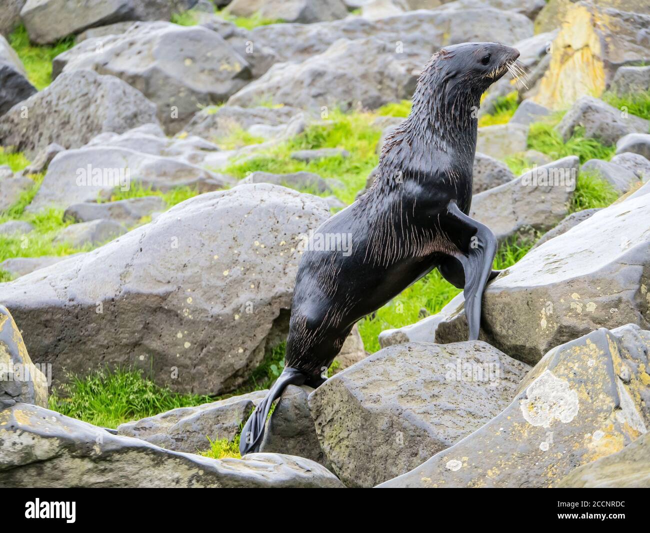 Jeune phoque à fourrure du Nord, Callorhinus ursinus, sur l'île Saint-Paul, dans les îles Pribilof, en Alaska. Banque D'Images