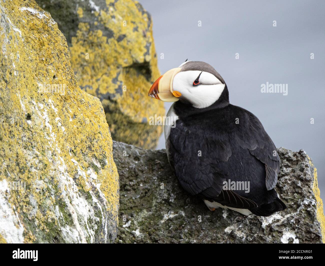 Macareux adultes, Fratercula corniculata, sur la falaise de nidification de l'île Saint-Paul, dans les îles Pribilof, en Alaska. Banque D'Images