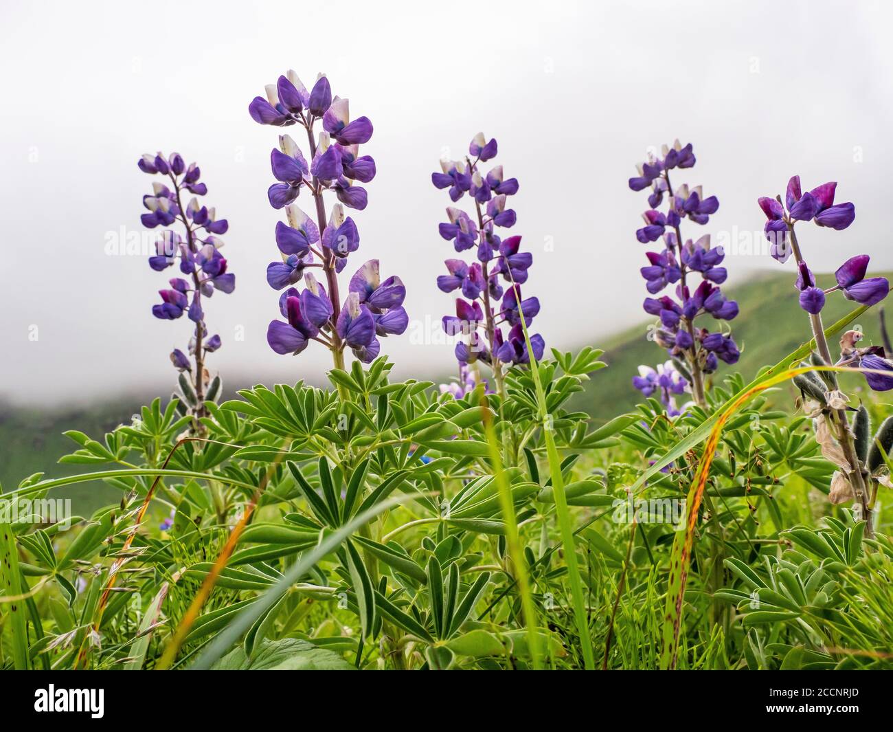 Lupinus nootkatensis, dans l'île Kagamil, Aleutians, Alaska. Banque D'Images