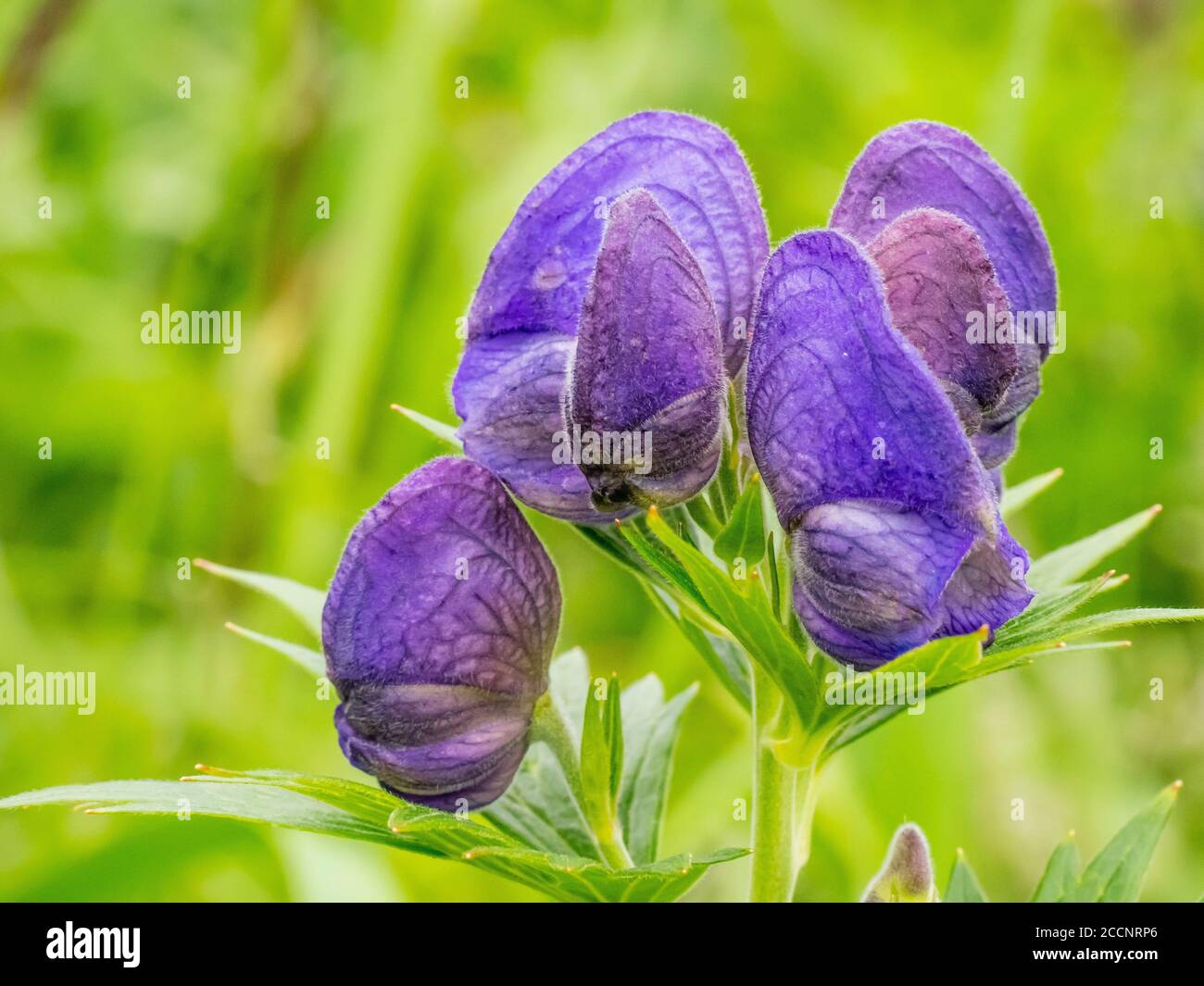 Monkshood sauvage, Aconitum spp., dans l'île de Kagamil, Aleutians, Alaska. Banque D'Images