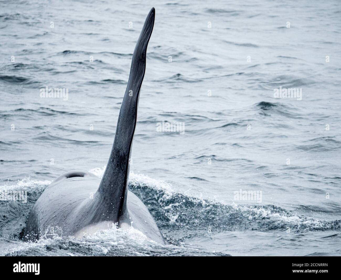 Épaulard adulte, Orcinus orca, en surfaçage au large de l'île Kiska, îles Aléoutiennes, Alaska. Banque D'Images