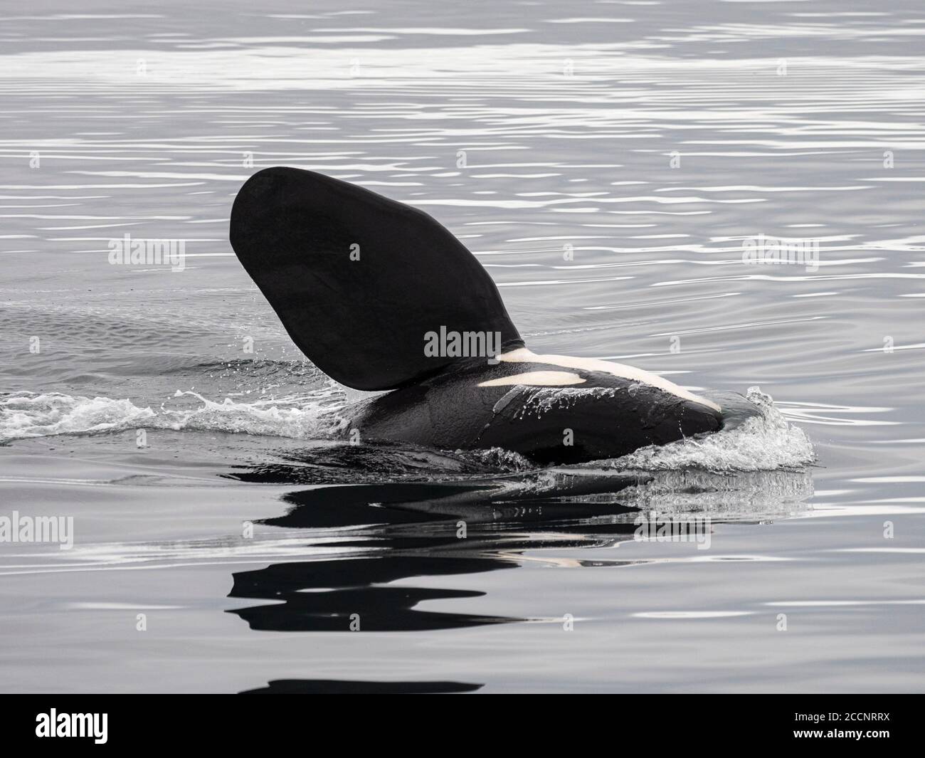 Épaulard adulte, Orcinus orca, ailerons pectoraux au large de l'île Saint-Paul, îles Pribilof, Alaska. Banque D'Images