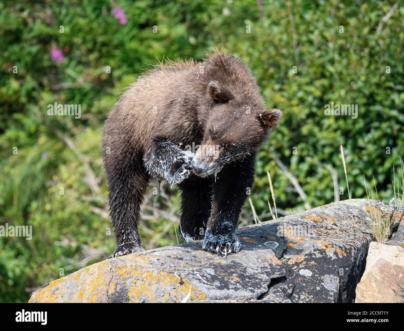 Jeune ours brun, Ursus arctos, se nourrissant du béluga mort, Geographic Harbour, parc national de Katmai, Alaska, États-Unis. Banque D'Images