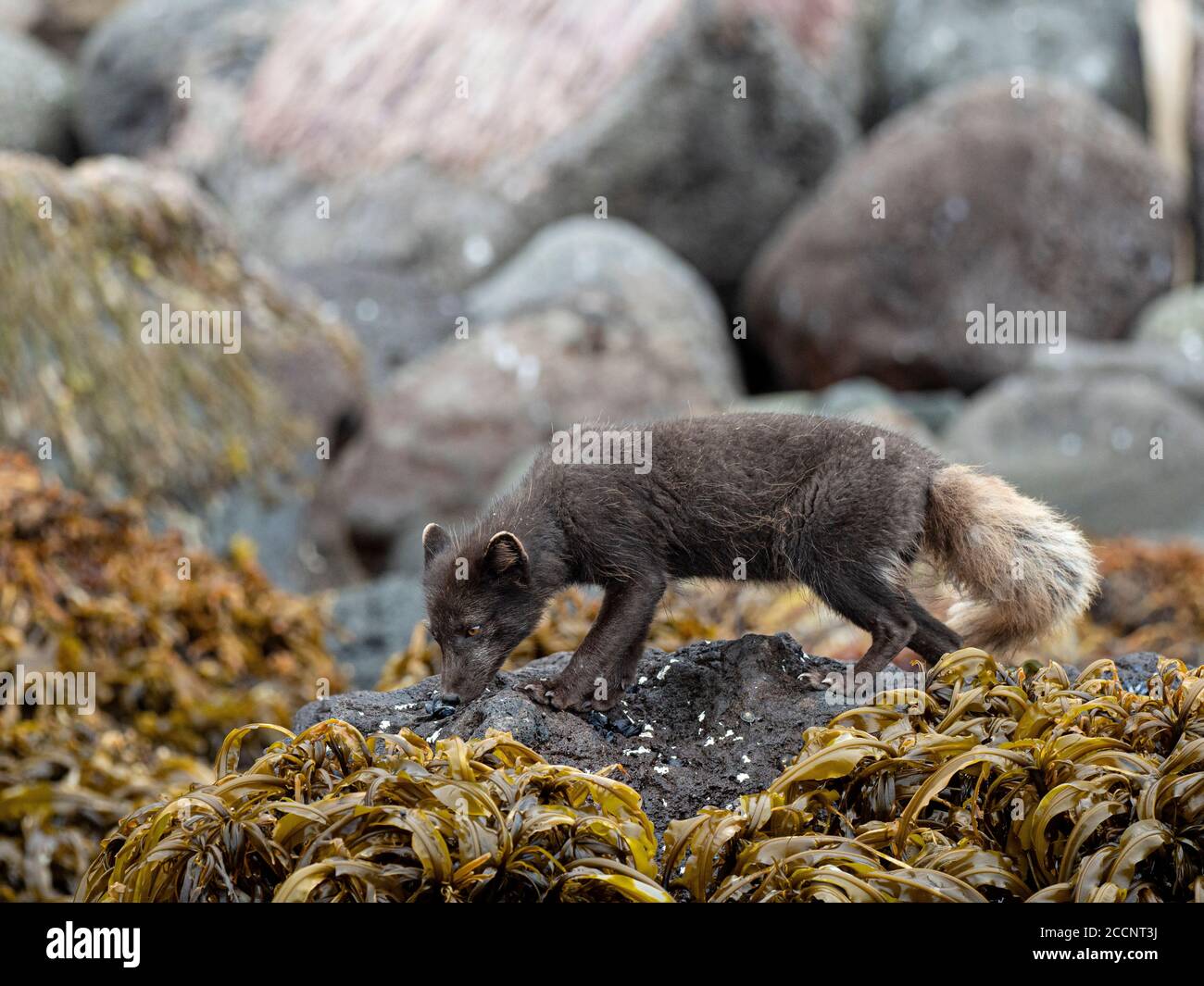 Renard arctique adulte, Vulpes lagopus, en varech avec un manteau de fourrure d'été brun sur l'île Saint-George, îles Pribilof, Alaska. Banque D'Images