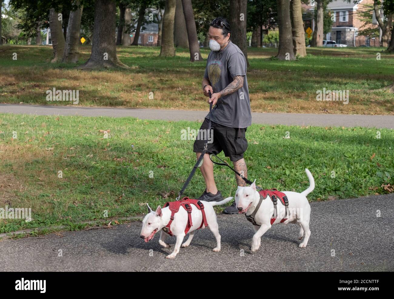 Un homme avec plusieurs tatouages marche ses 2 terriens de taureau dans un parc à Flushing, Queens, New York City. Banque D'Images