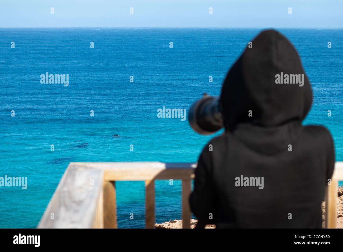 Personne prenant des photos de baleines à l'océan avec un objectif zoom sur un appareil photo. Groupe de baleines, personne floue avec des vêtements noirs. Observation de la nature Banque D'Images