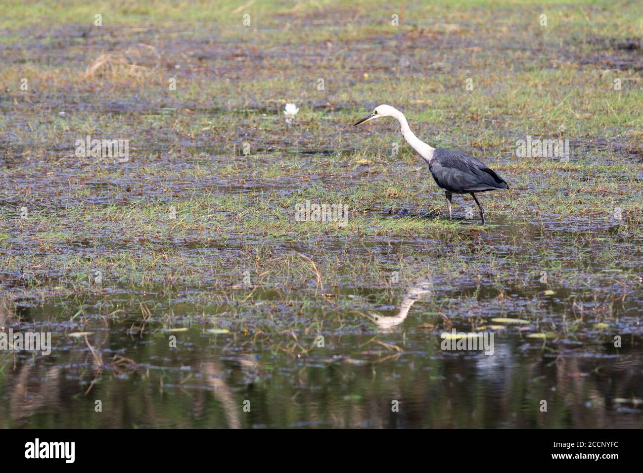 Héron à col blanc (Ardea pacifica). Long cou blanc, corps noir. Oiseau réfléchi sur l'étang d'eau. Individu sauvage. Kakadu, territoire du Nord, Australie Banque D'Images