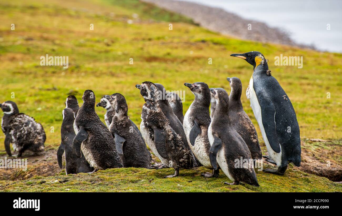 Un pingouin royal avec des pingouins magellaniques sur l'île East Falkland Banque D'Images