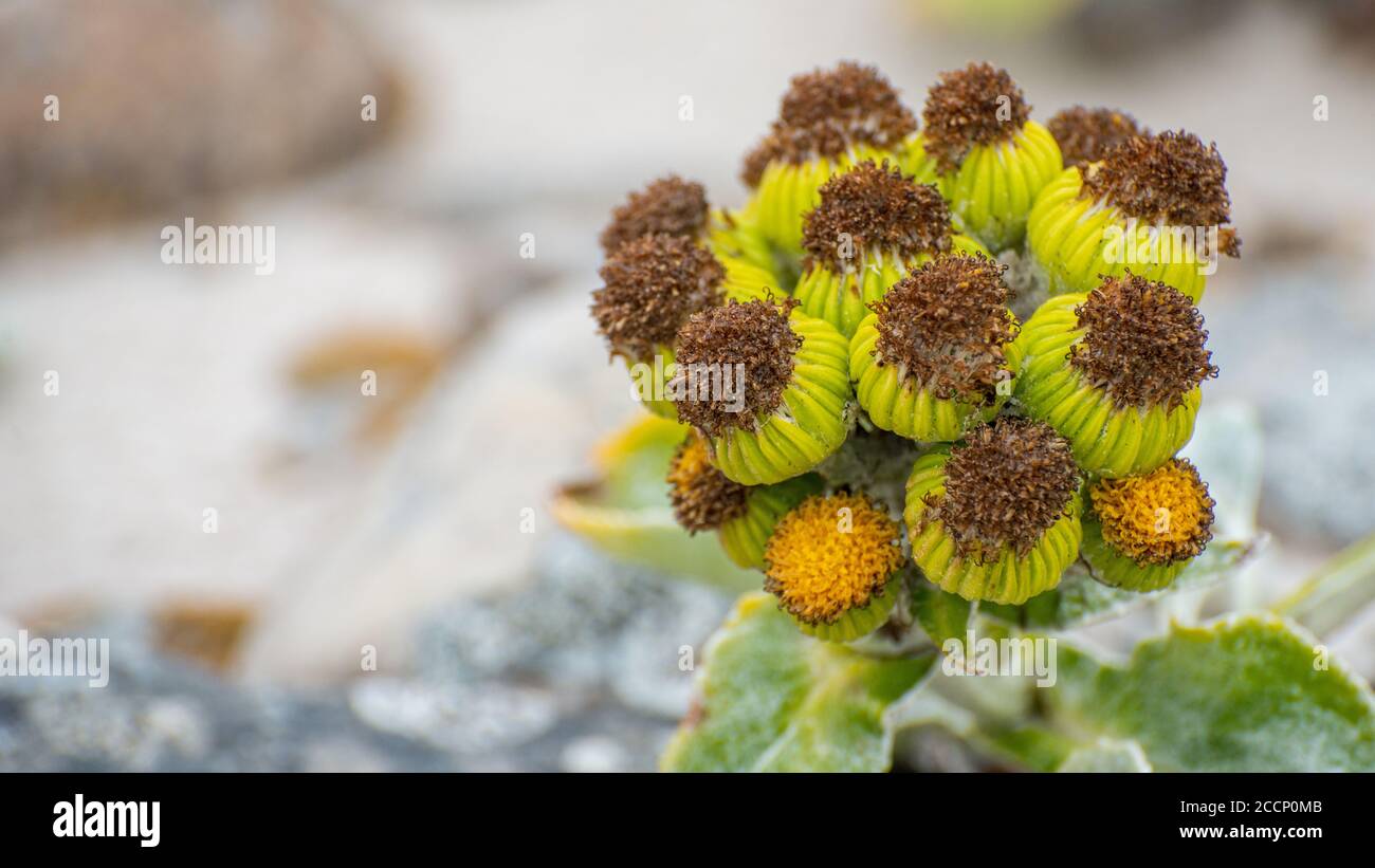 Sean chou (senecio candacans) sur l'île East Falkland Banque D'Images