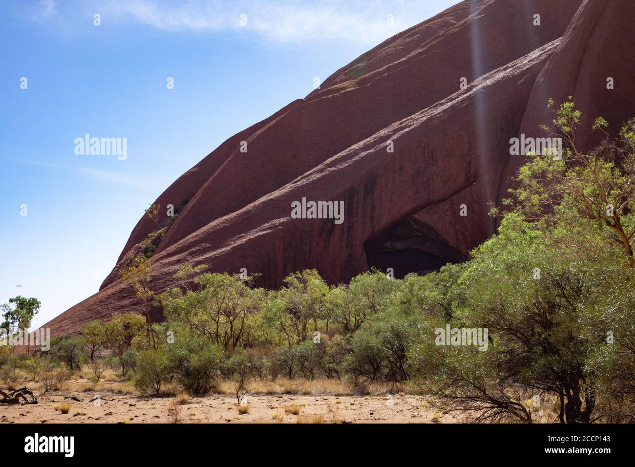 Photo diagonale du mur rouge au Mont Uluru.Cave sculptée sur le tout à cause de l'érosion hydrique. Arbres verts. Mont sacré Uluru (les Olgas), Australie Banque D'Images