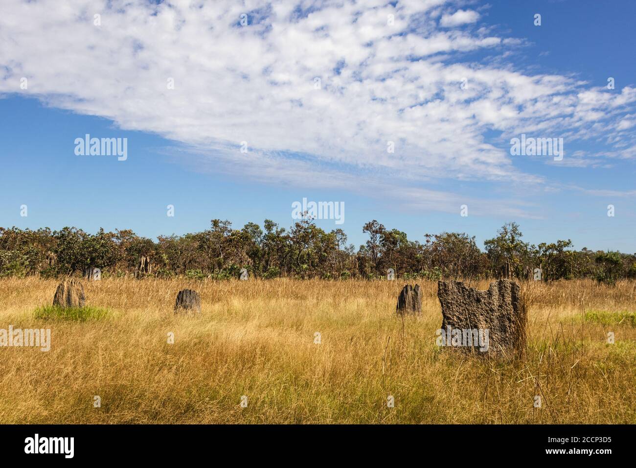 Monticules de termites magnétiques poussant sur un champ sec, orientation nord sud. Maison pour les insectes termites. Espace d'édition. Litchfield, Australie Banque D'Images