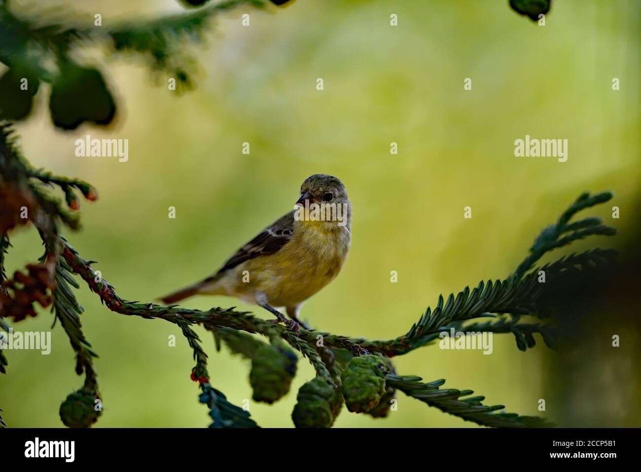 Spinus psaltria aka petit Goldfinch Banque D'Images