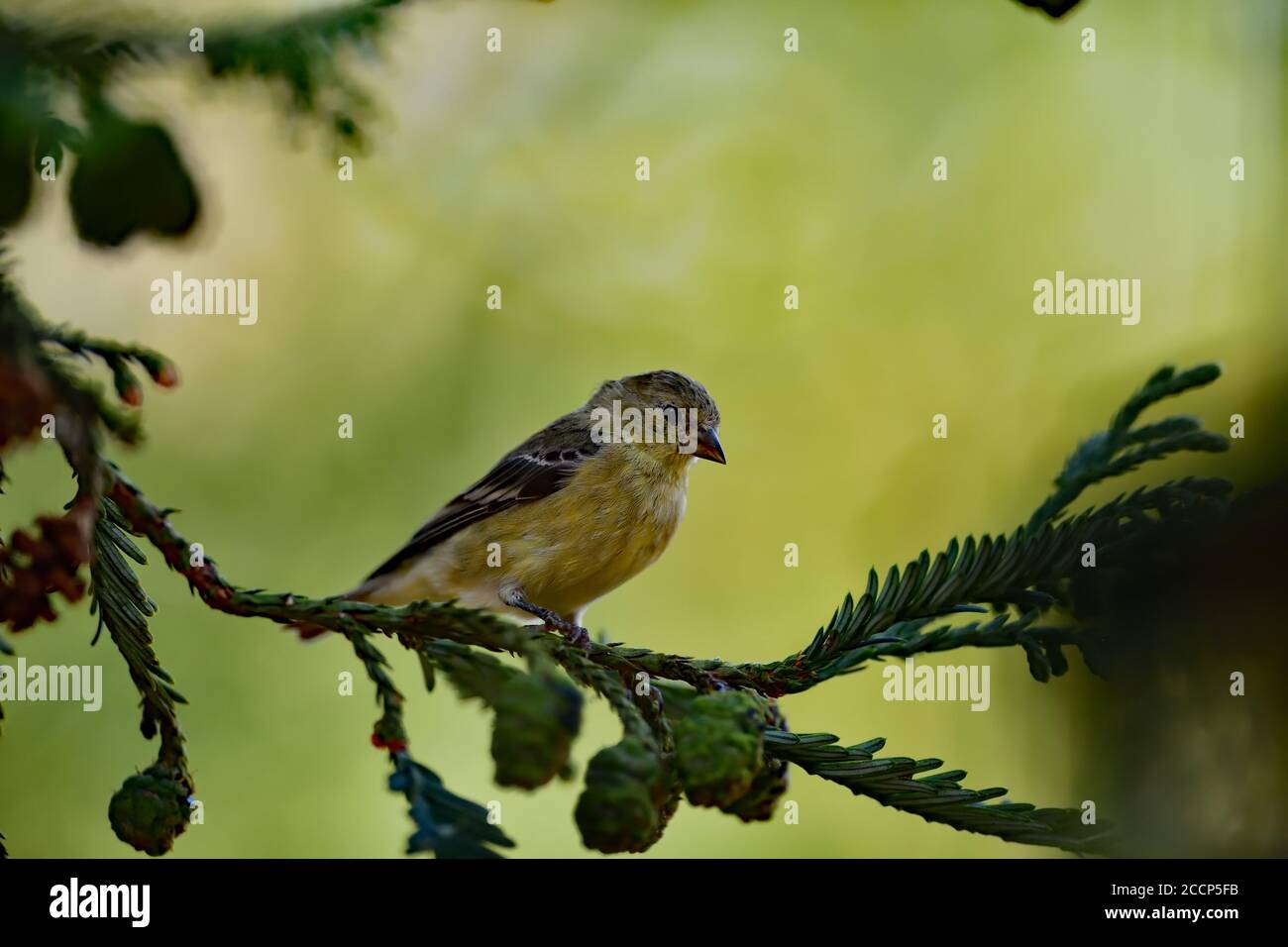 Spinus psaltria aka petit Goldfinch Banque D'Images