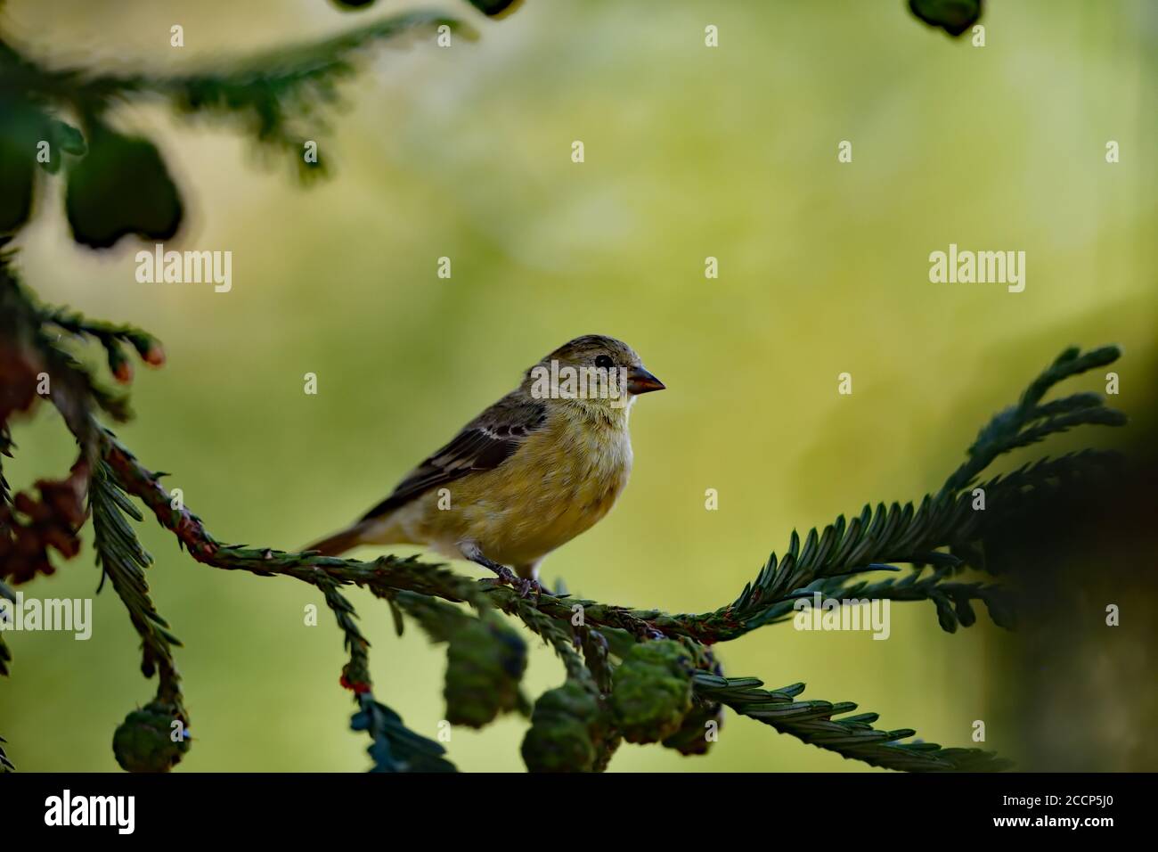 Spinus psaltria aka petit Goldfinch Banque D'Images