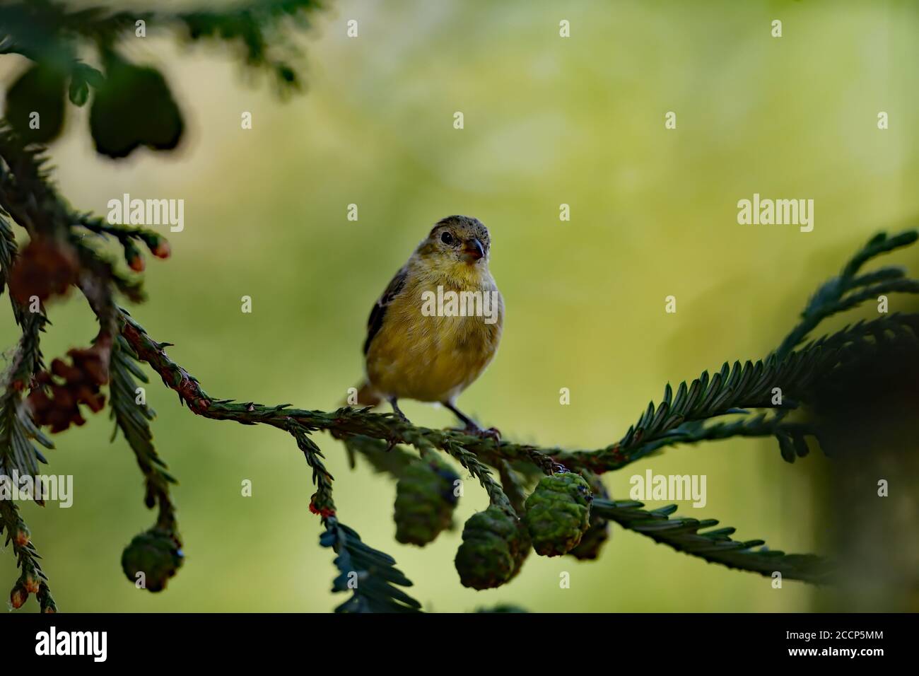 Spinus psaltria aka petit Goldfinch Banque D'Images