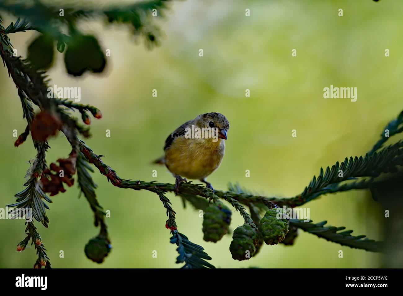 Spinus psaltria aka petit Goldfinch Banque D'Images