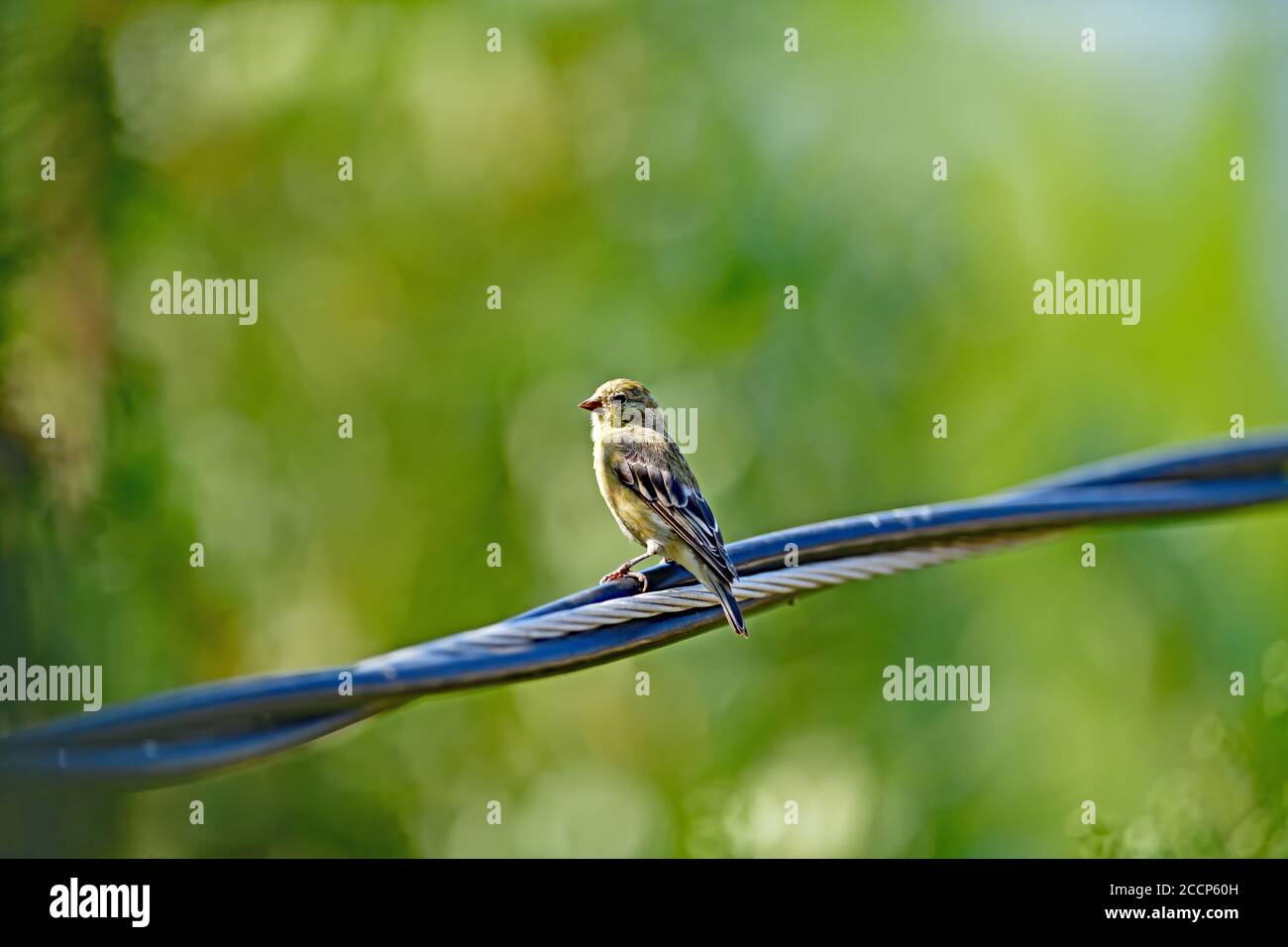 Spinus psaltria aka petit Goldfinch Banque D'Images