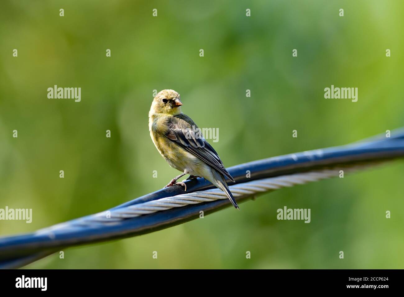 Spinus psaltria aka petit Goldfinch Banque D'Images
