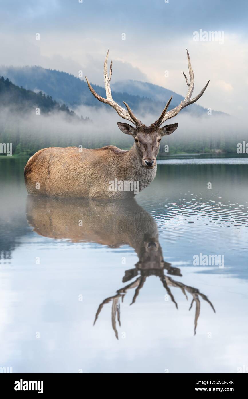 Magnifique cerf nageant dans le lac sur le paysage de montagne de brume avec brouillard Banque D'Images