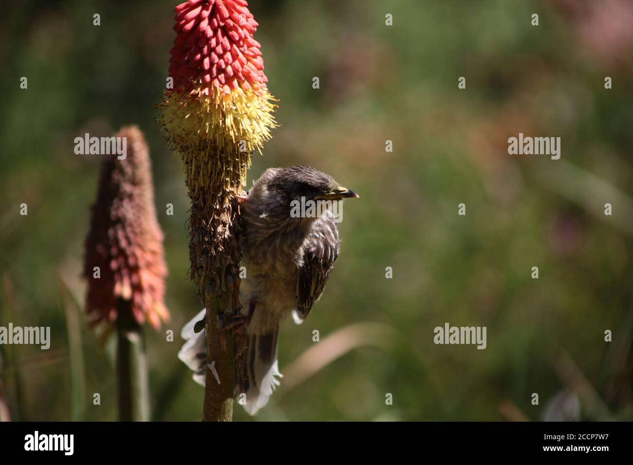 Bird sur Fire Poker Banque D'Images