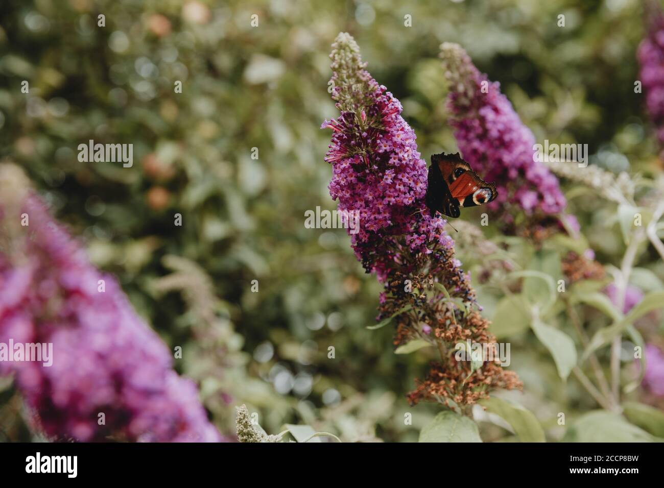 Un papillon de paon est assis et se nourrit d'une violette fleurs du buisson papillon fleuri pendant la journée d'été dans un jardin verdoyant Banque D'Images