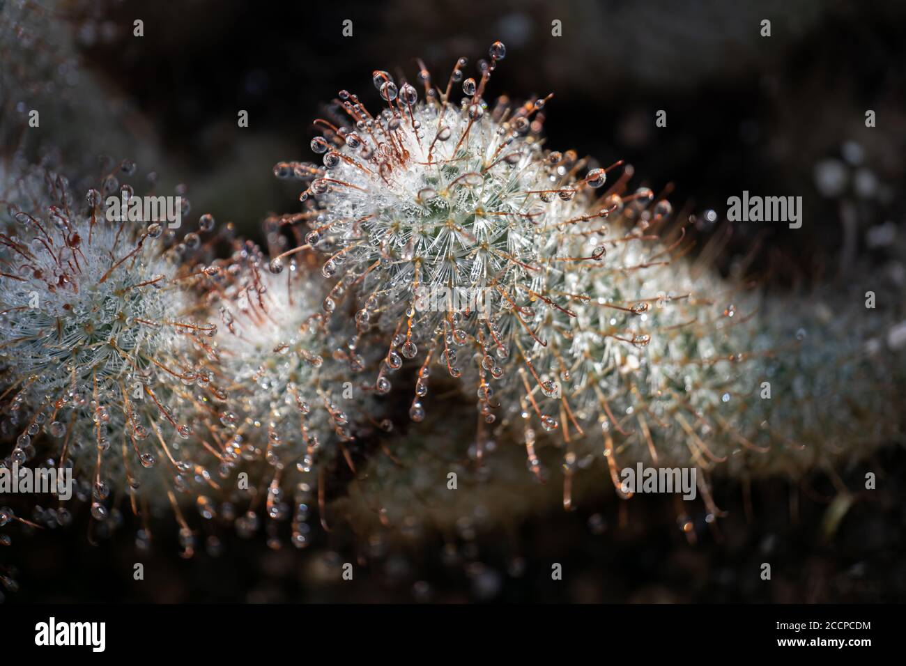 Echinocereus sp. cactus avec gouttelettes d'eau, famille: Cactaceae, région: Mexique Banque D'Images