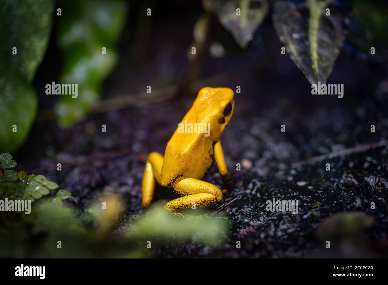 La grenouille empoisonnée dorée (Phyllobates terribilis), un amphibien très toxique de la famille: Dendrobatidae, endémique de la côte Pacifique de la Colombie Banque D'Images