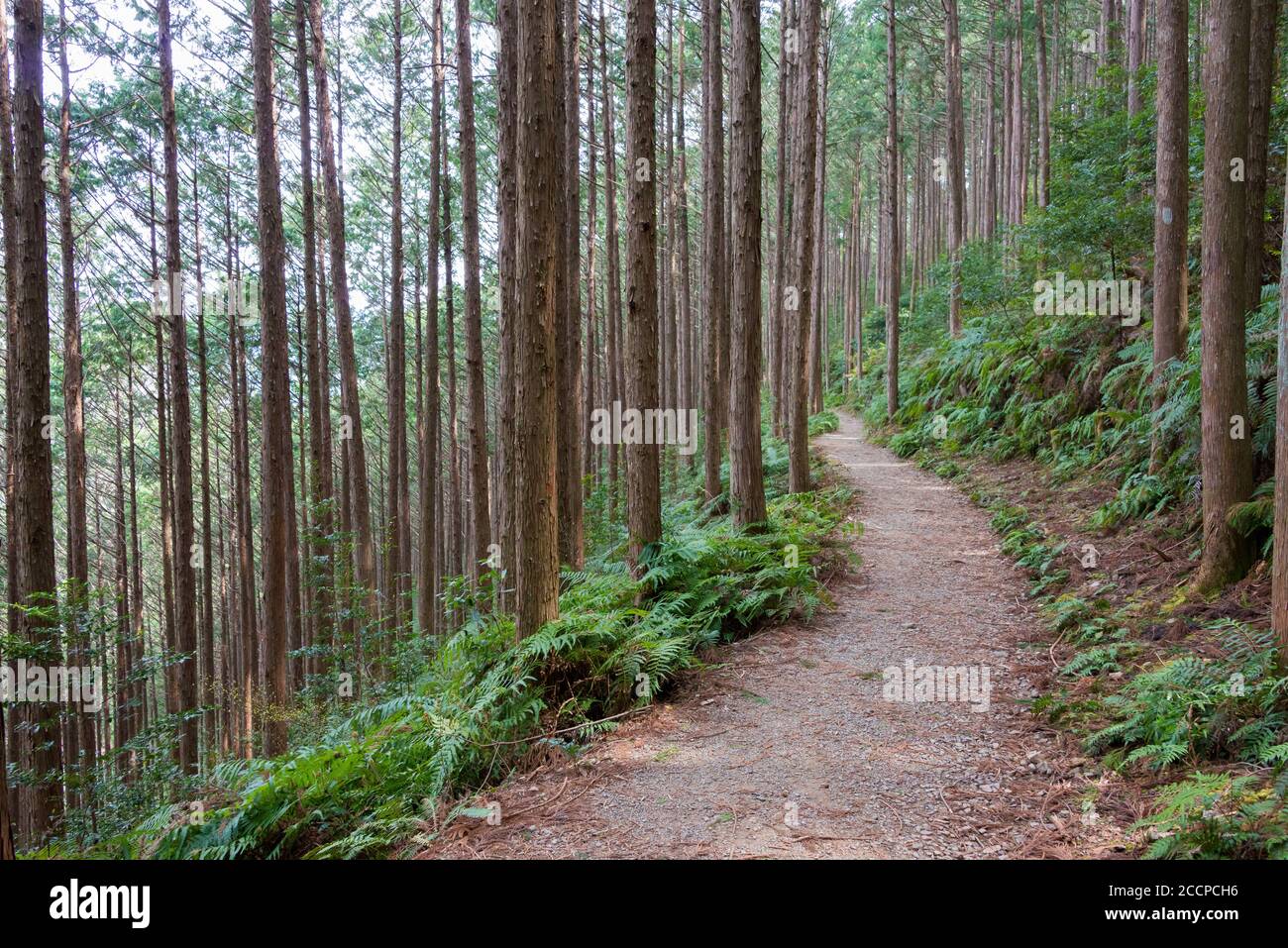 Entre Mizunomi-oji et Fushiogami-oji sur Kumano Kodo (route Nakahechi) à Tanabe, Wakayama, Japon. Il fait partie du site du patrimoine mondial. Banque D'Images