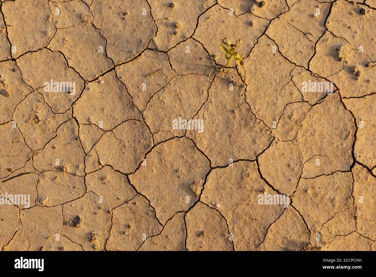 Gros plan de terres sèches et désertiques, craquées et texturées effets de la sécheresse et du changement climatique. Banque D'Images