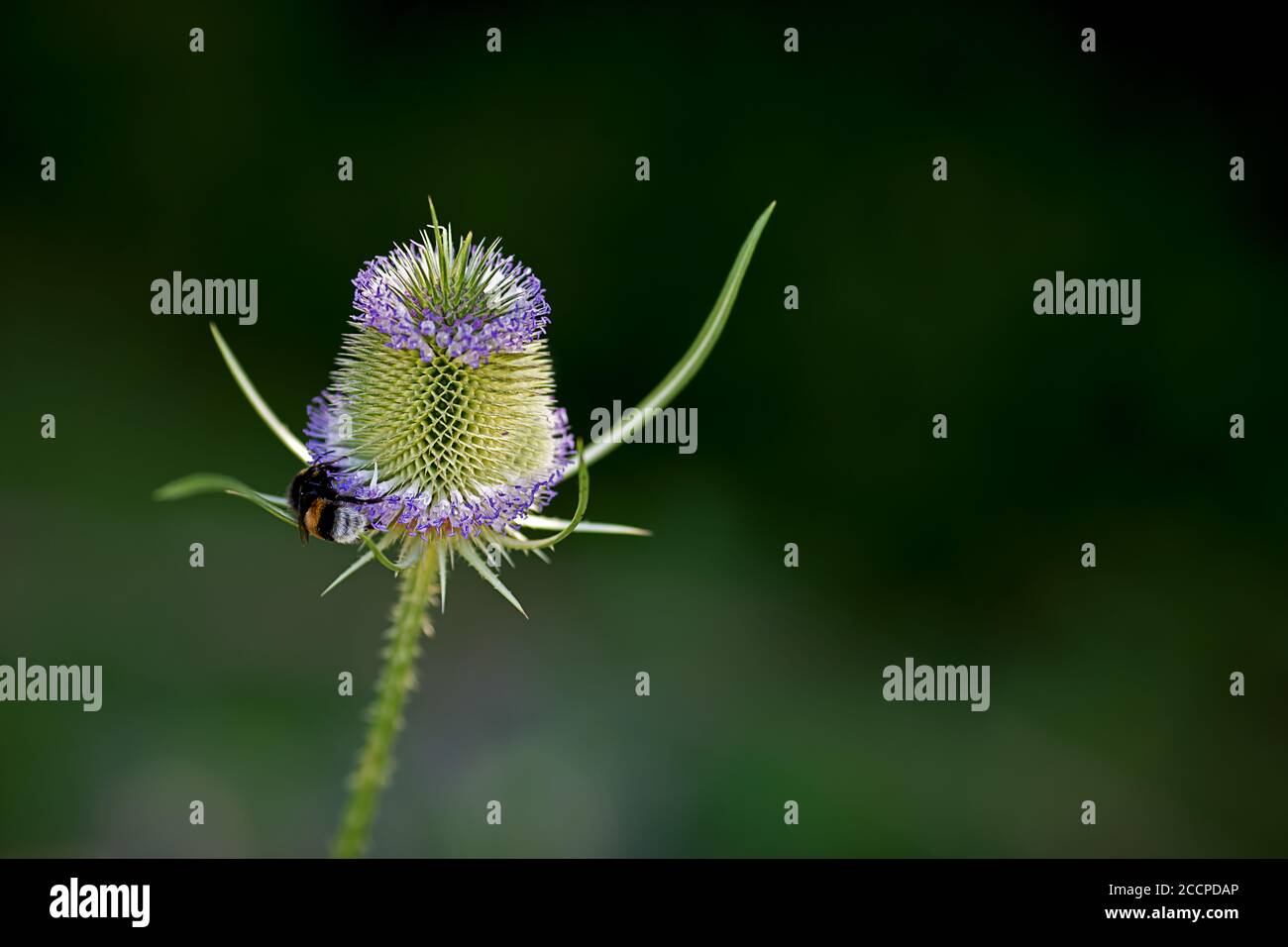 Fleurs et tête, faible profondeur de champ Banque D'Images