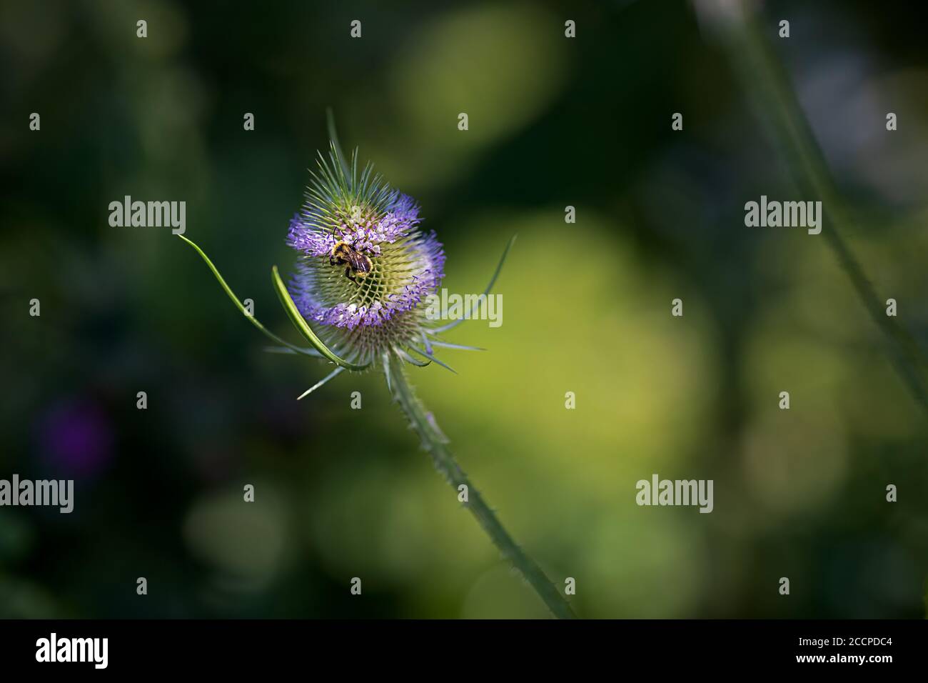 Fleurs et tête, faible profondeur de champ Banque D'Images