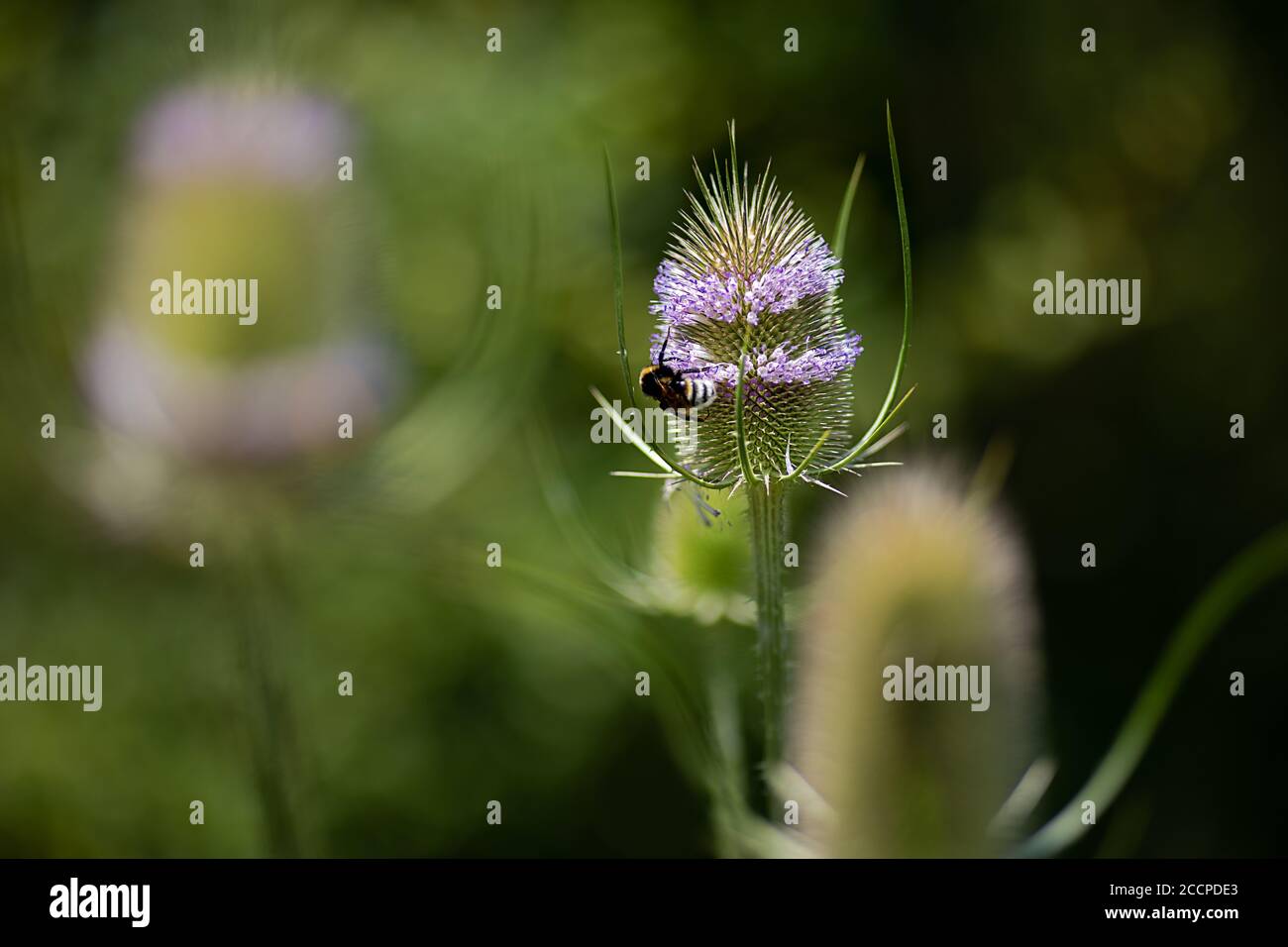 Fleurs et tête, faible profondeur de champ Banque D'Images