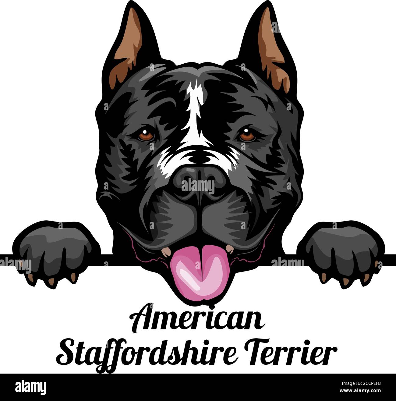 American Staffordshire Terrier - chiens de Pékin de couleur - visage de race tête isolée sur blanc Illustration de Vecteur